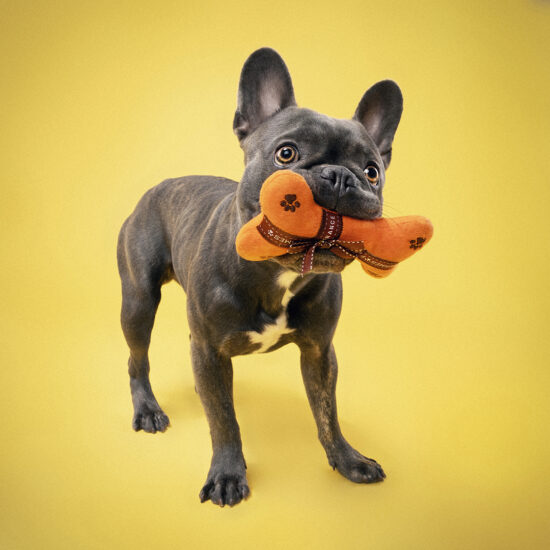 happy-hound-photograph-dog-94