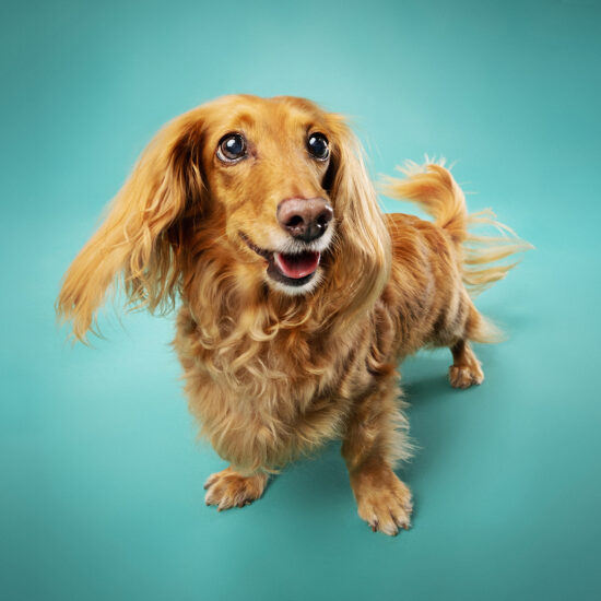 happy-hound-photograph-dog-96