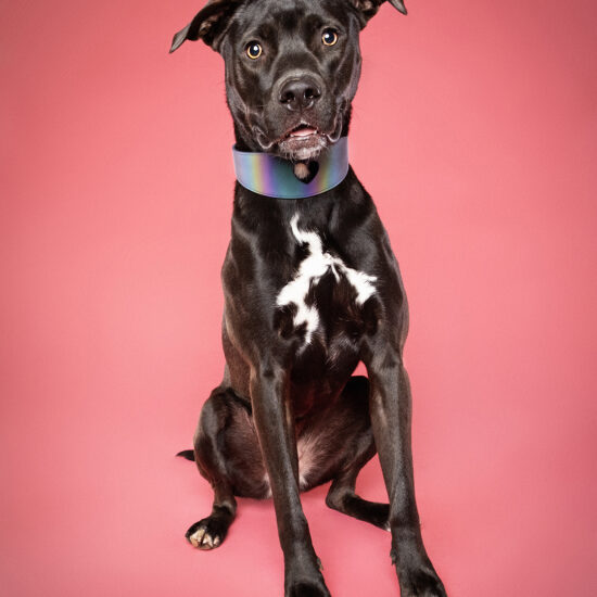 happy-hound-photograph-dog-101