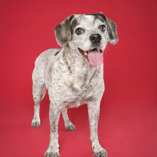 happy-hound-photograph-dog-110