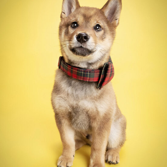 happy-hound-photograph-dog-53