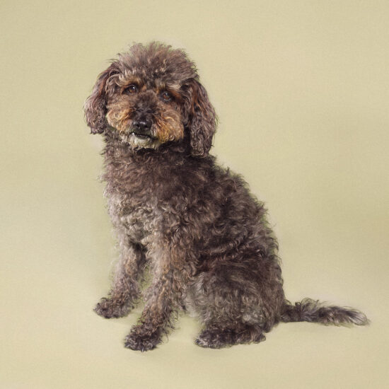 happy-hound-photograph-dog-83