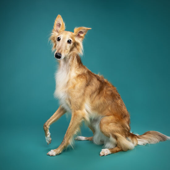 happy-hound-photograph-dog-87