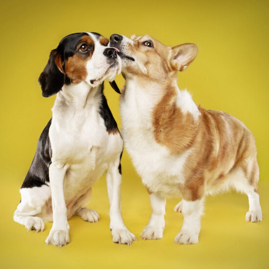 happy-hound-photograph-dog-8