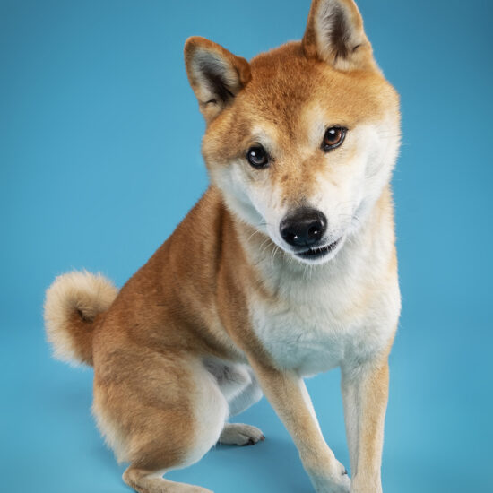 happy-hound-photograph-dog-32